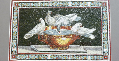 Tauben des Plinius